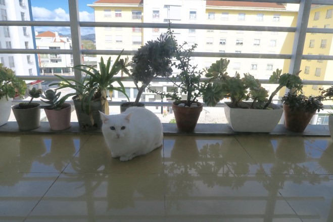 DaronsDaronnes.com_FamilyMatters_JR_Azores_019